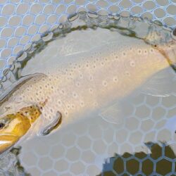 良型連発！ ～岡崎トラウトポンド～